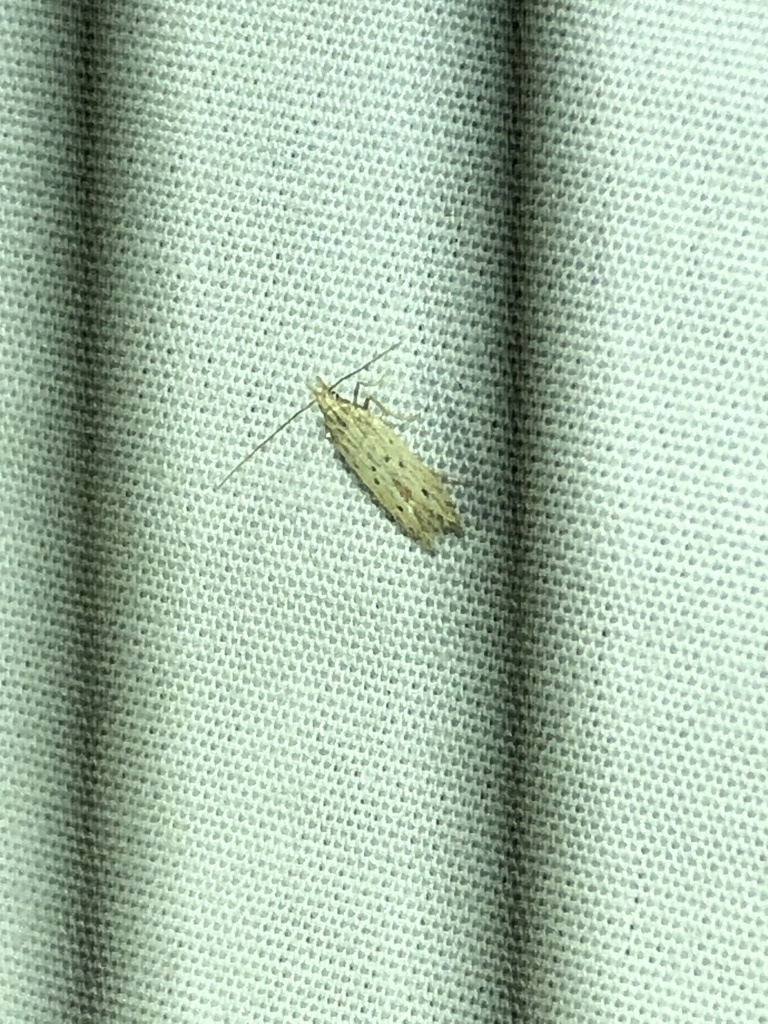 Isophrictis trimaculella