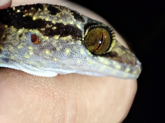 Cyrtodactylus irregularis