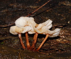 Collybia eucalyptorum image