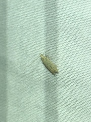 Isophrictis trimaculella