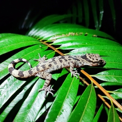 Cyrtodactylus irregularis