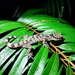 Irregular Bow-fingered Gecko - Photo (c) Chris Oldnall, some rights reserved (CC BY-SA), uploaded by Chris Oldnall