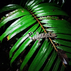 Cyrtodactylus irregularis