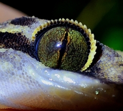 Cyrtodactylus irregularis