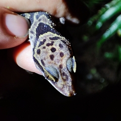 Cyrtodactylus irregularis