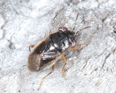 Geocoris uliginosus
