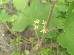 Cissus vitiginea