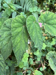Begonia lukuana