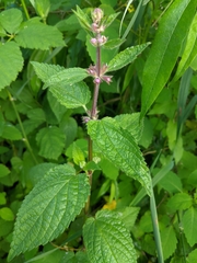 Stachys chamissonis cooleyae