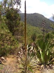 Dasylirion berlandieri