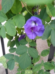 Clitoria ternatea