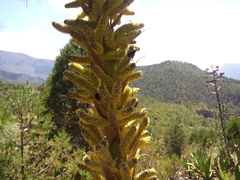 Dasylirion berlandieri