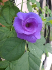 Clitoria ternatea