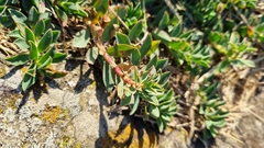 Euphorbia caespitosa