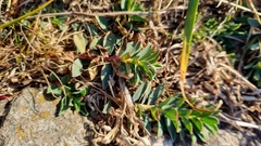 Euphorbia caespitosa