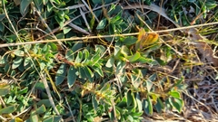 Euphorbia caespitosa