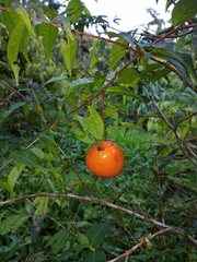 Eugenia victoriana