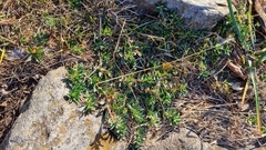 Euphorbia caespitosa