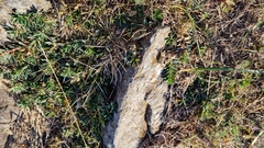 Euphorbia caespitosa