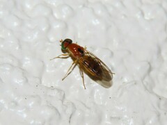 Sargus elegans