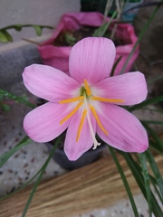 Zephyranthes carinata