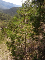 Pinus cembroides