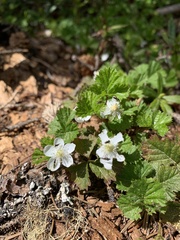 Rubus lasiococcus