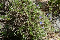 Lithodora hispidula