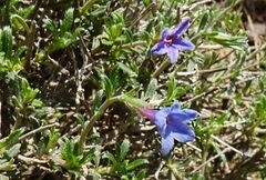 Lithodora hispidula