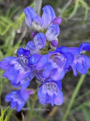Penstemon glaber