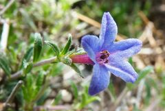 Lithodora hispidula