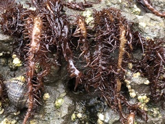 Cumagloia andersonii