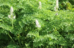 Corydalis caseana