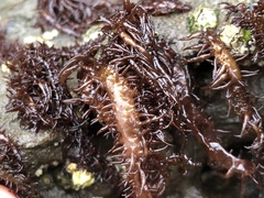 Cumagloia andersonii