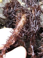 Cumagloia andersonii