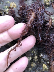 Cumagloia andersonii