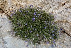 Lithodora hispidula
