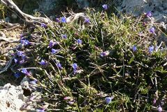 Lithodora hispidula