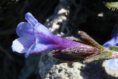 Lithodora hispidula