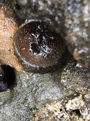 Zirfaea