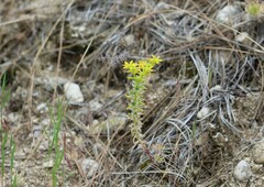 Sedum stenopetalum