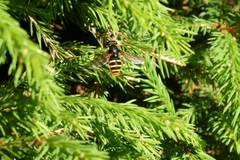 Sericomyia silentis