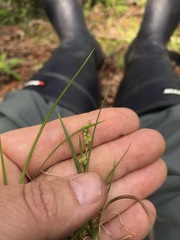 Media resource of Carex aurea