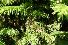 Sericomyia silentis