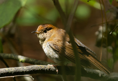 Catharus occidentalis