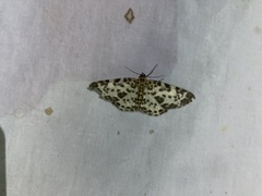 Percnia