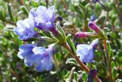 Lithodora hispidula