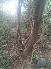 Albizia amara