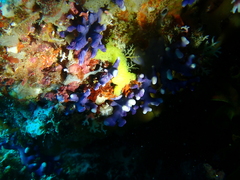 Distichopora violacea