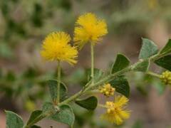 Acacia sublanata